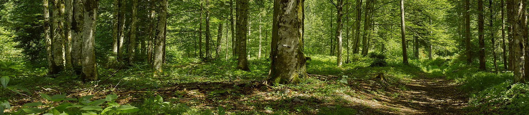 Wald - Grüne Erde legt Wert auf nachhaltig, europäische Forstwirtschaft! Sodass der Nutz-, Schutz- und Erholungswert des Waldes auch für künftige Generationen gewahrt bleibt.