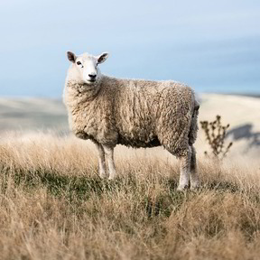 Schafe auf der Weide in kleineren Herden im Freien artgerecht gehalten. (ohne Mulesing!)