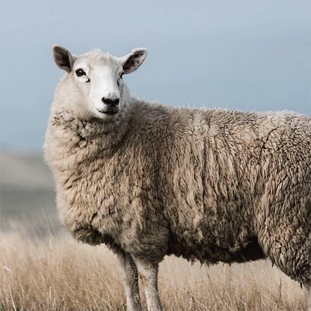 Die Wolle kommt aus kontrolliert biologischer Tierhaltung (kbT) und wird von artgerecht und mit Bedacht auf das Tierwohl gehaltenen Schafen geschoren – kein Mulesing!   