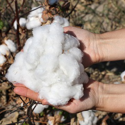 Bio-Baumwolle besser für Mensch und Umwelt