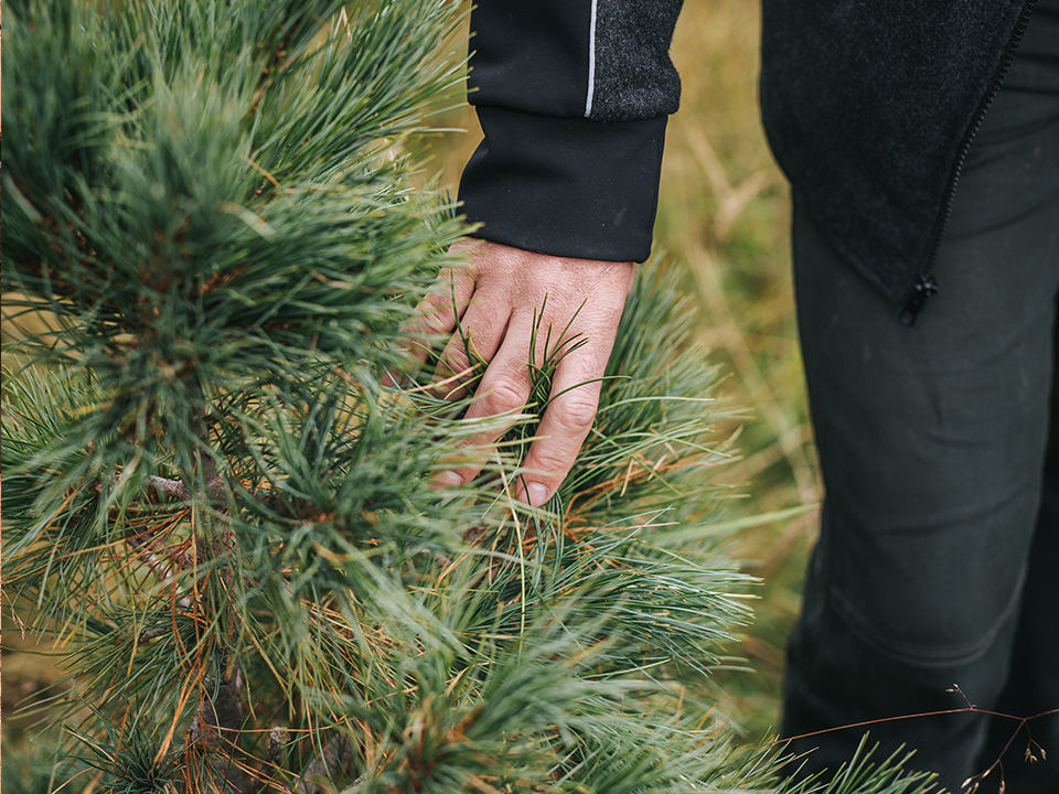 Hände die auf Nadelbaum greifen