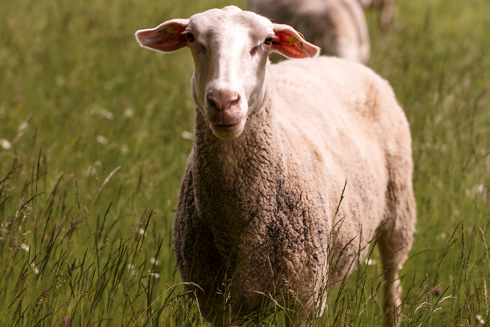 Schaf auf einer Weide