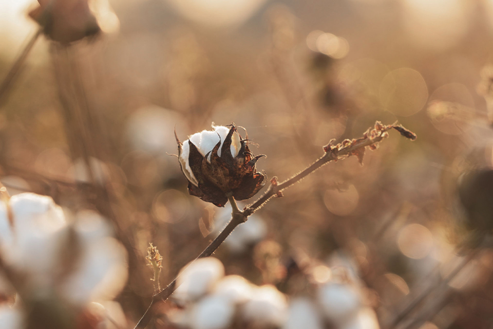 Baumwollpflanzen im Sonnenlicht mit weichen hellen Fasern