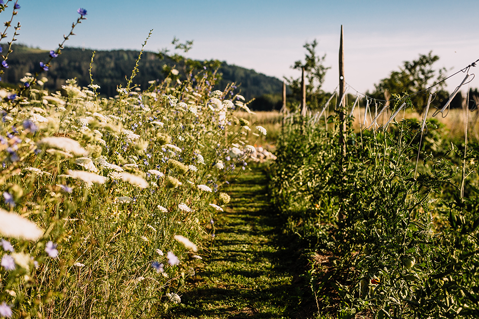 Blühendes Feld mit vielfältigen Pflanzen in naturnaher Landwirtschaft