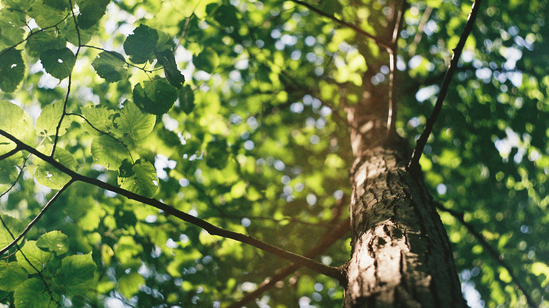Detailansicht Baum mit Blätter