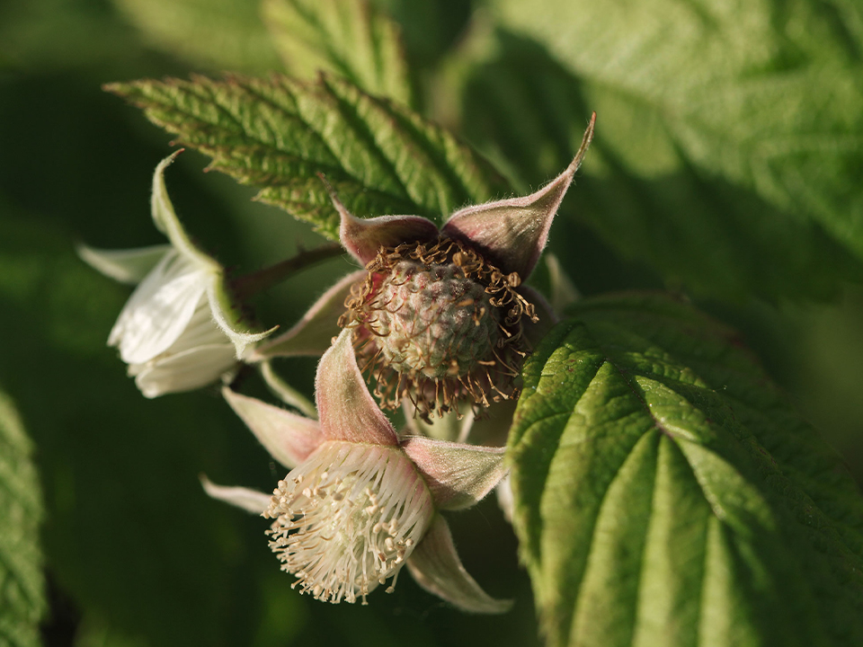 Himbeerknospe an Ast mit grünen Blättern