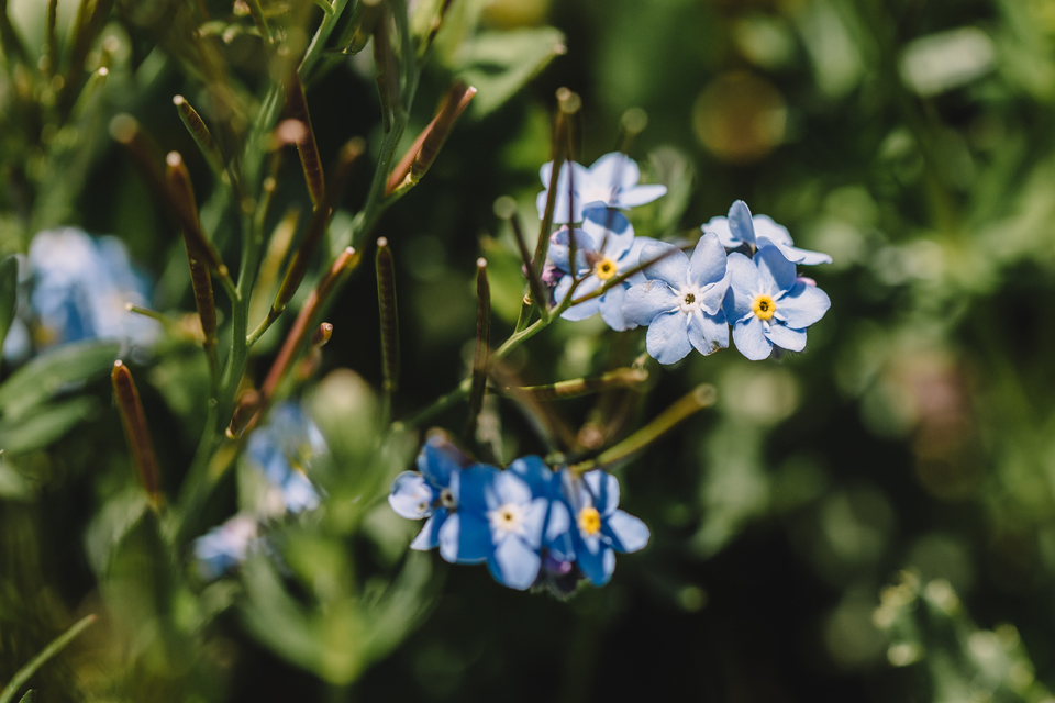 Nahaufnahme einer Blume mit blauen Blüten