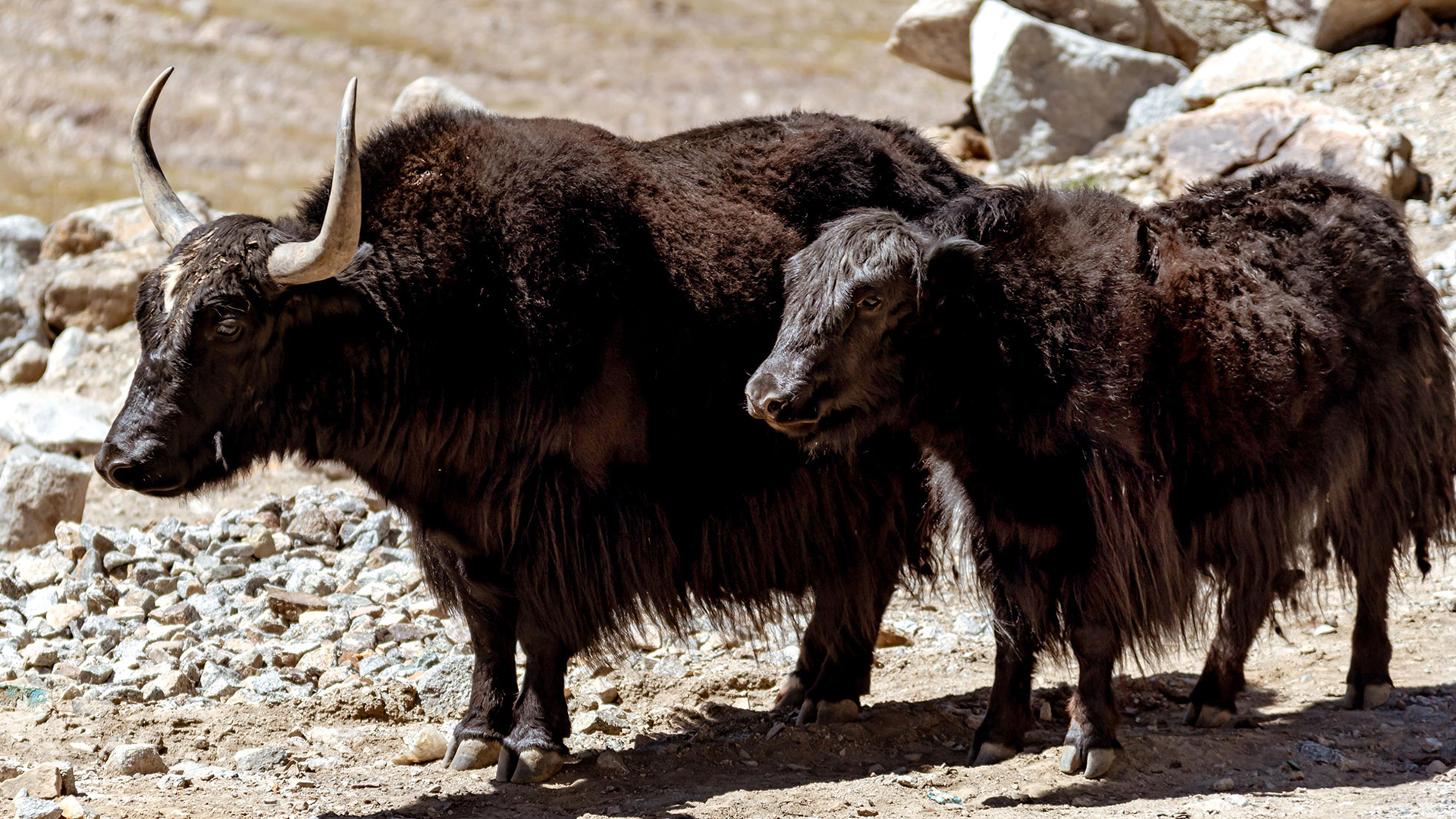 Zwei Yaks in bergiger Landschaft