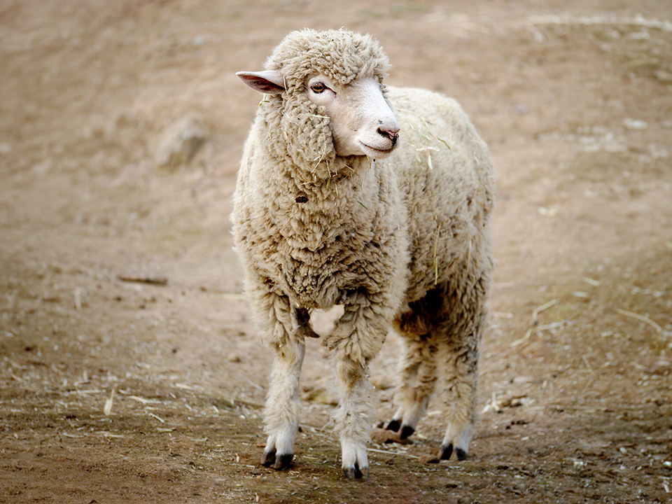 ungeschorenes Schaf in der Natur