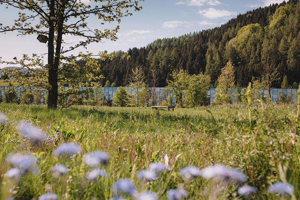 Blumenwiese mit Baum und Glasgebäude vor bewaldeten Hügeln