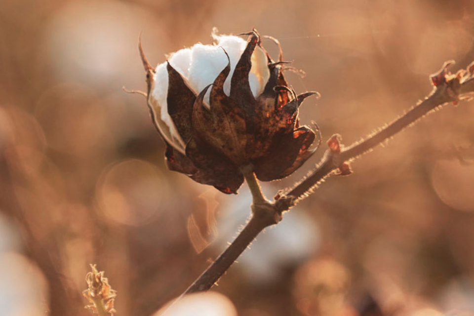 Baumwollpflanze auf Feld im warmen Licht