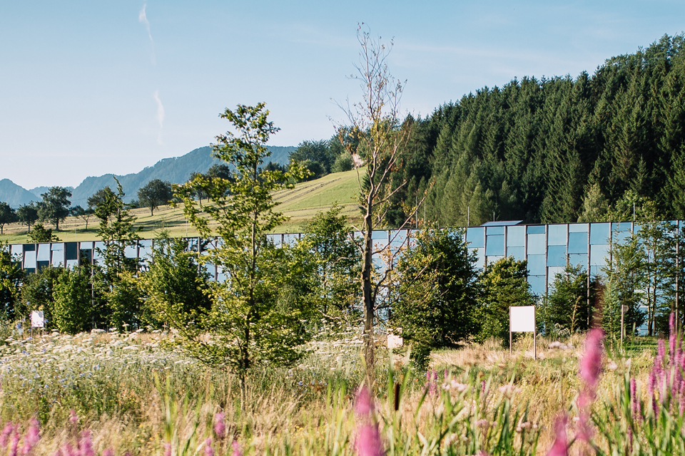 Blühende Wiese mit Blumen und Bäumen
