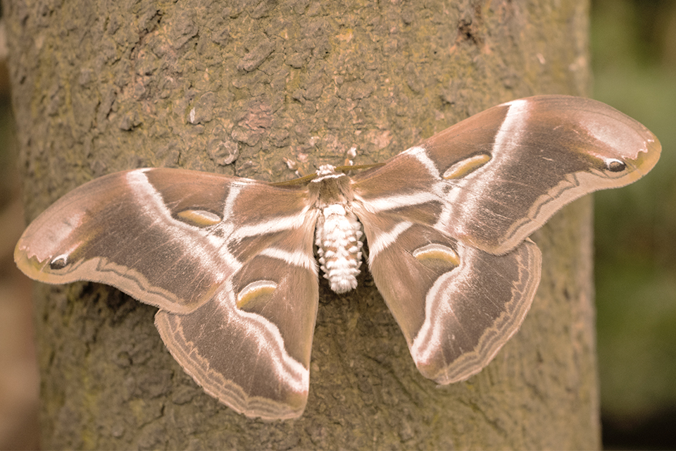 Nahaufnahme einer Motte die Seide produziert