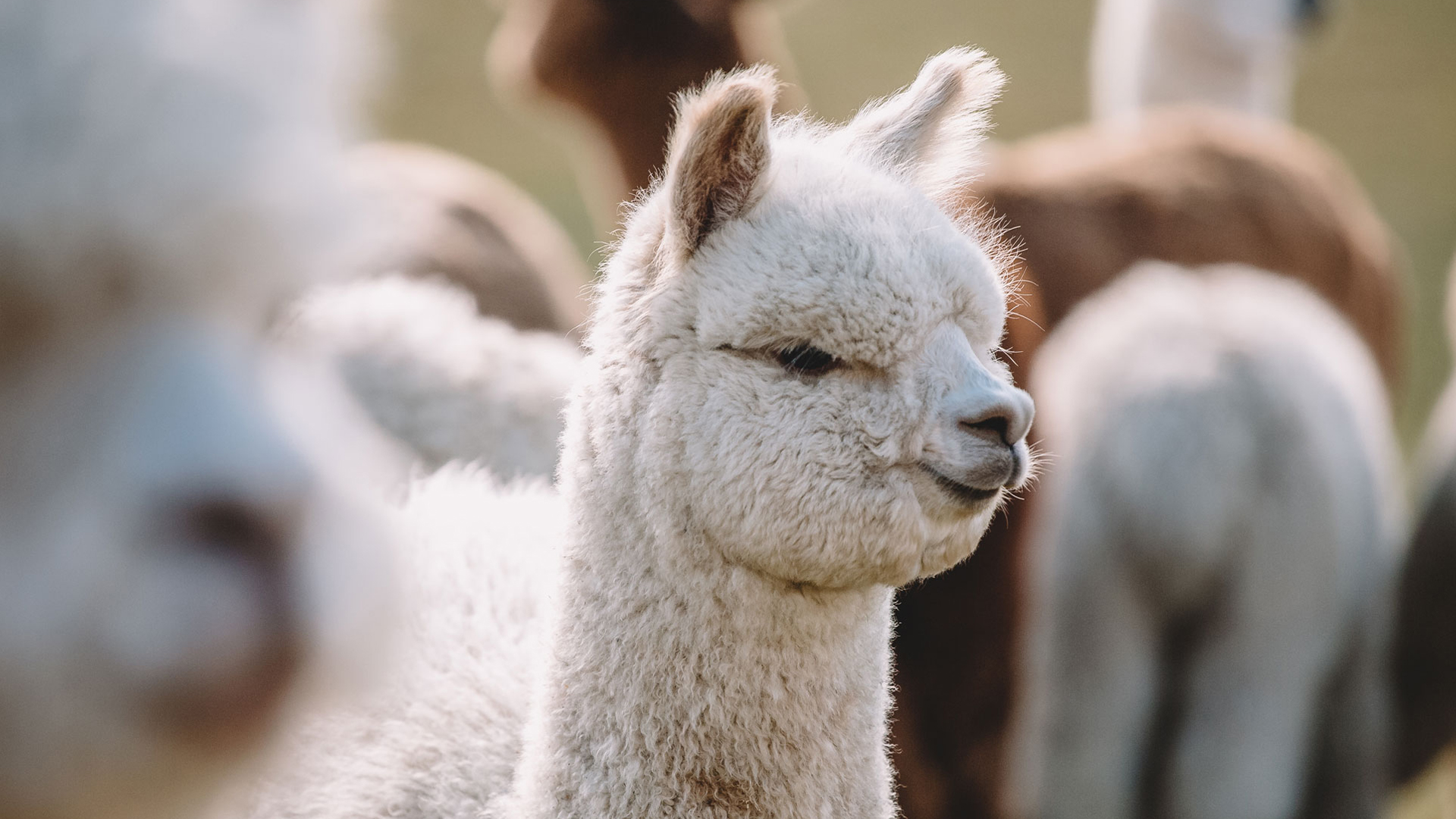 Alpakaherde auf einer Weide