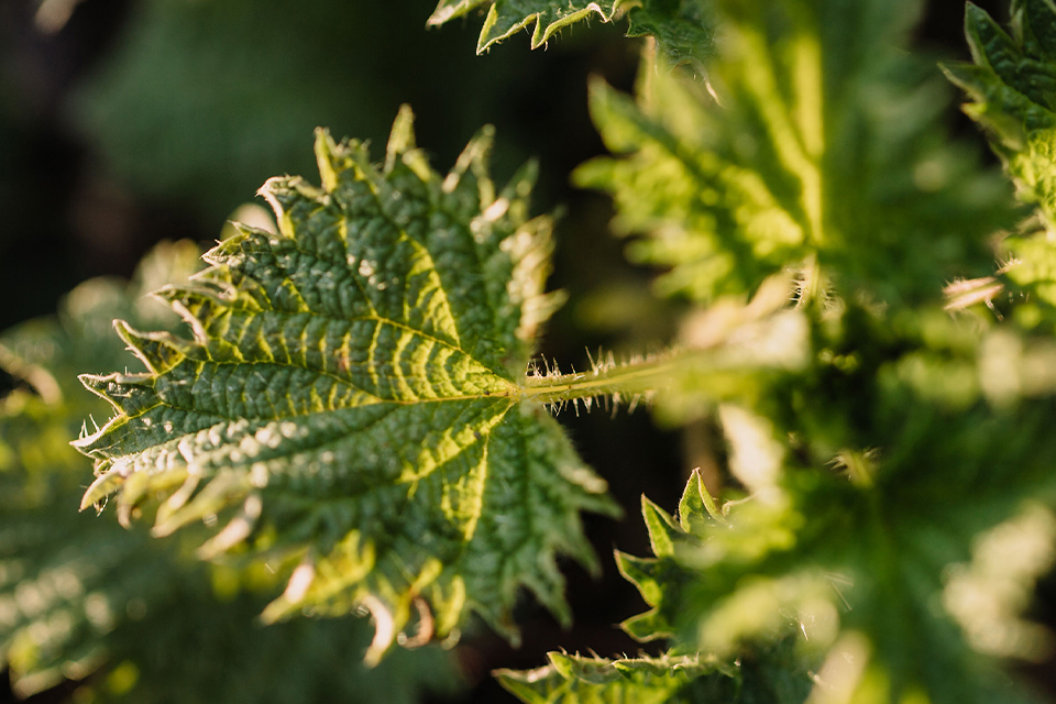 Nahaufnahme einer Nesselpflanze