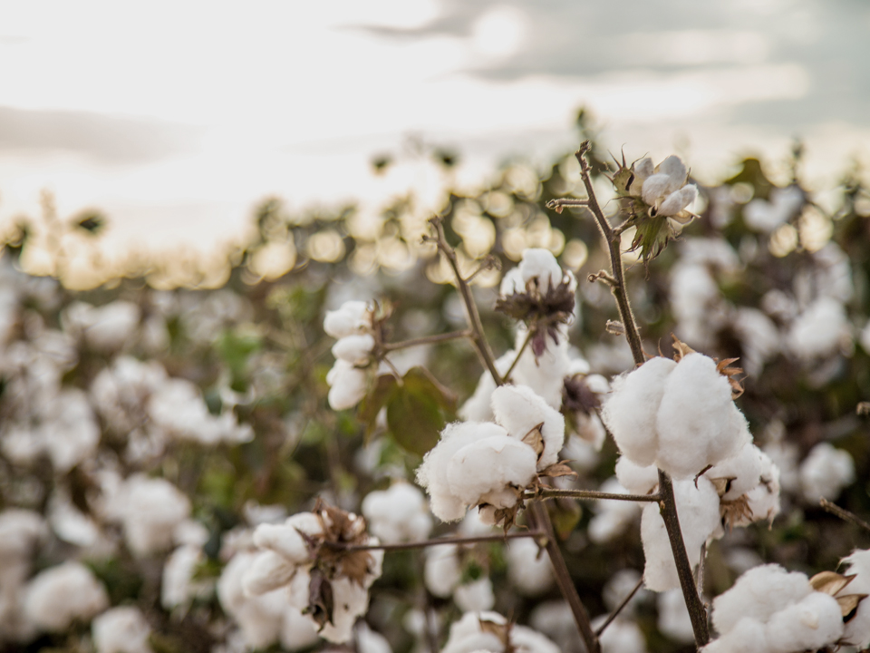 Baumwolle an einer Baumwollpflanze
