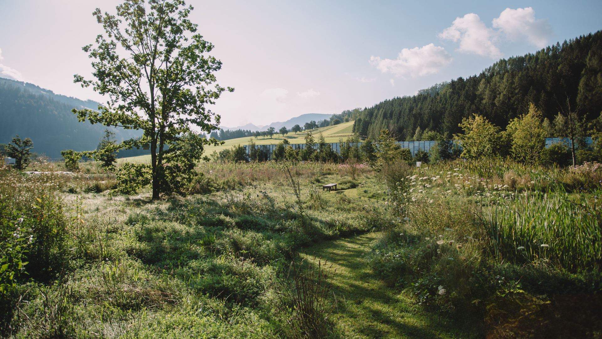 Naturnahe Landschaft mit Wiesen Bäumen und Bergen im Hintergrund