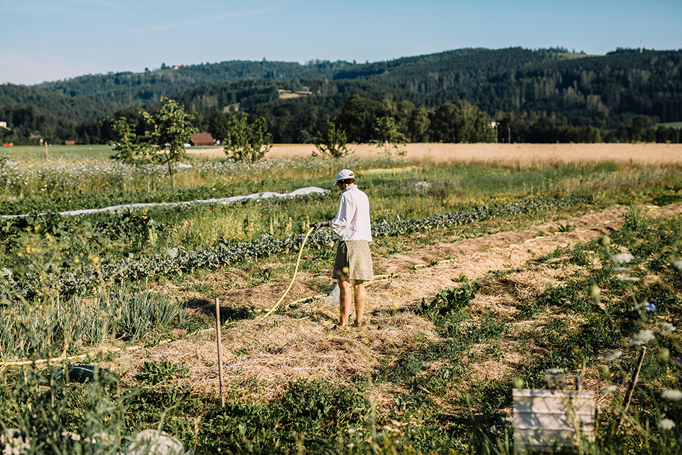 Feld der Grünen Erde Welt das gerade von einer Mitarbeiterin gepflegt wird