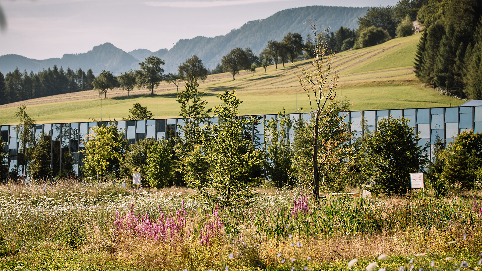 Landschaft mit blühenden Blumen und Bäumen