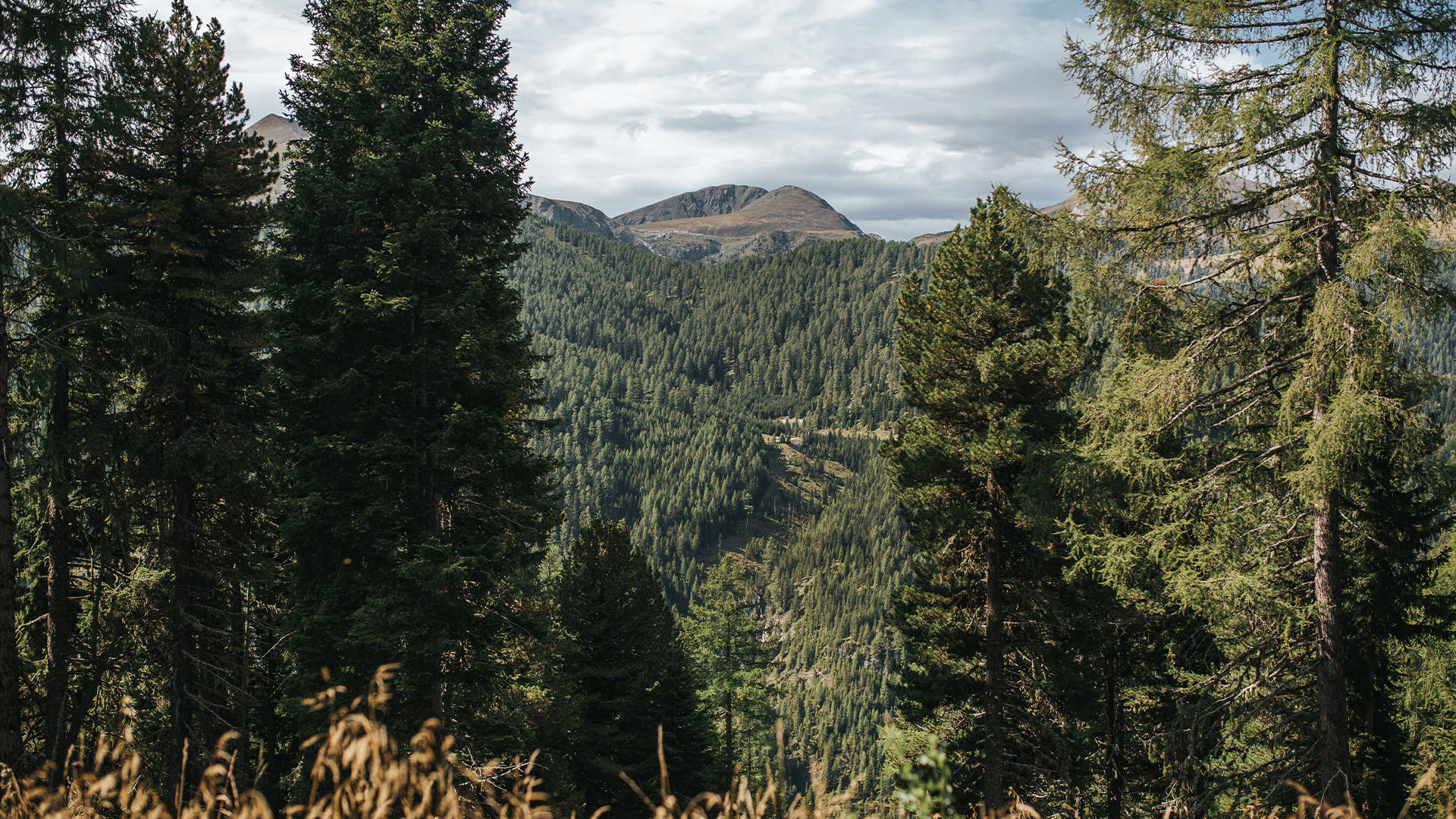 Panoramablick auf Berg und Wälder