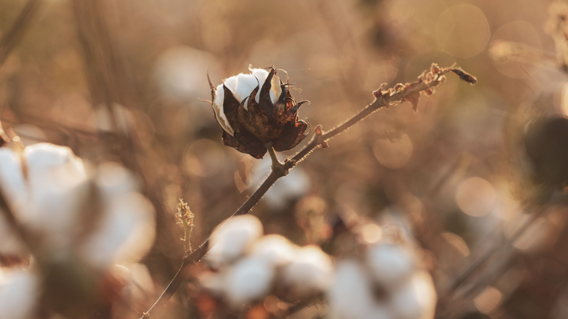 Baumwollblüten in einer Baumwollplantage
