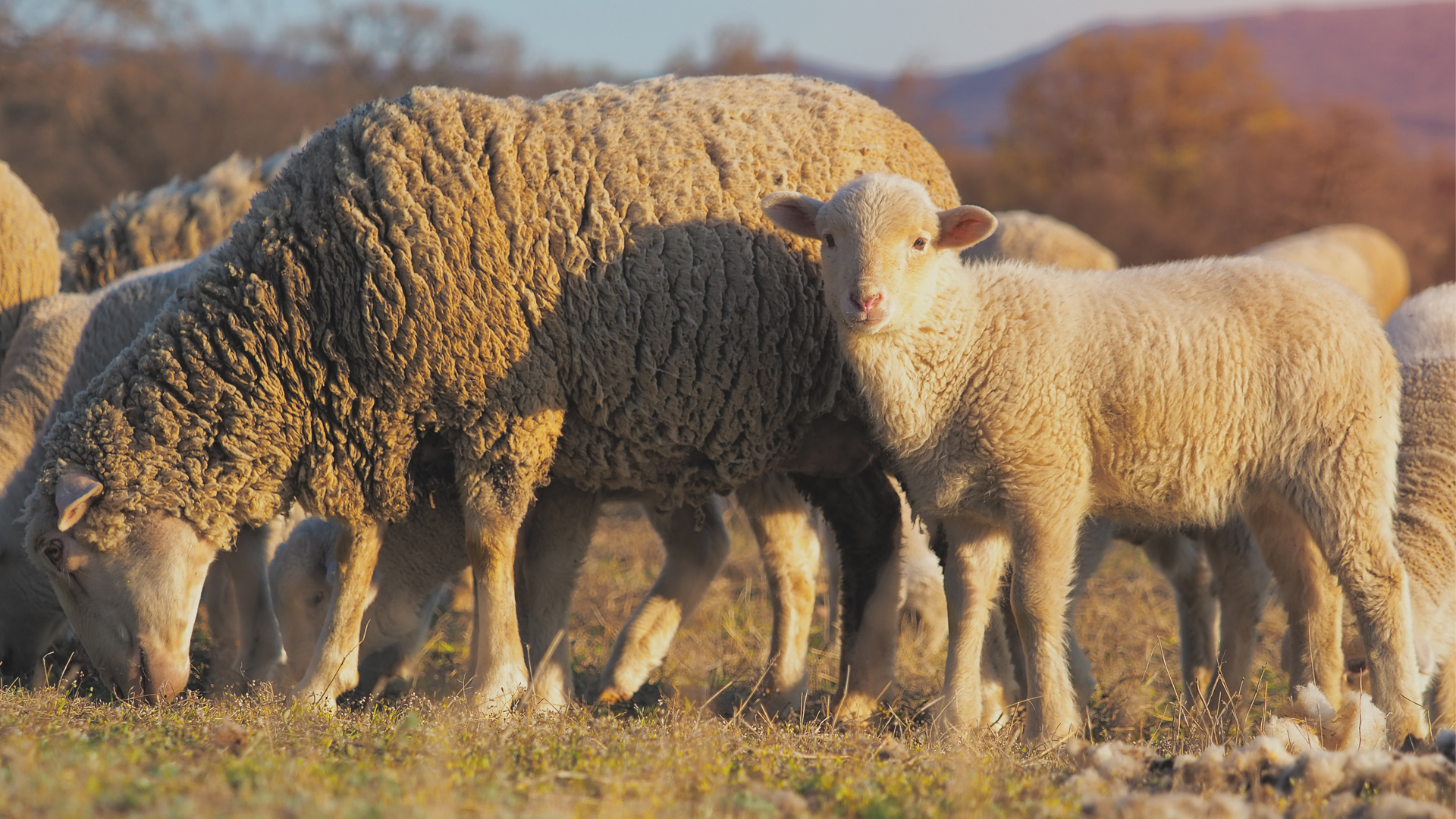 Schafe und ein Lamm auf einer Wiese