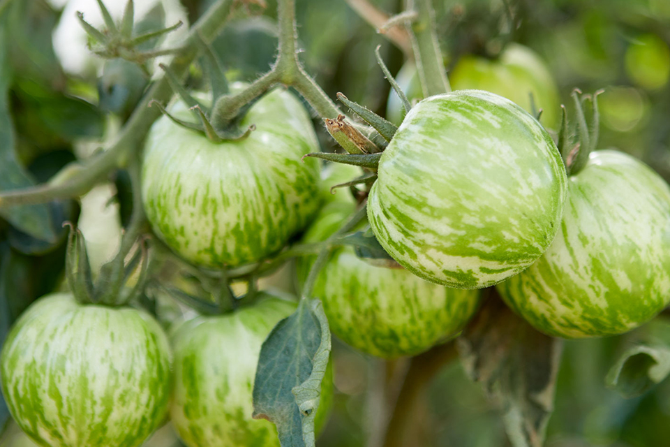 Grün gestreifte Tomaten an der Pflanze in natürlicher Umgebung