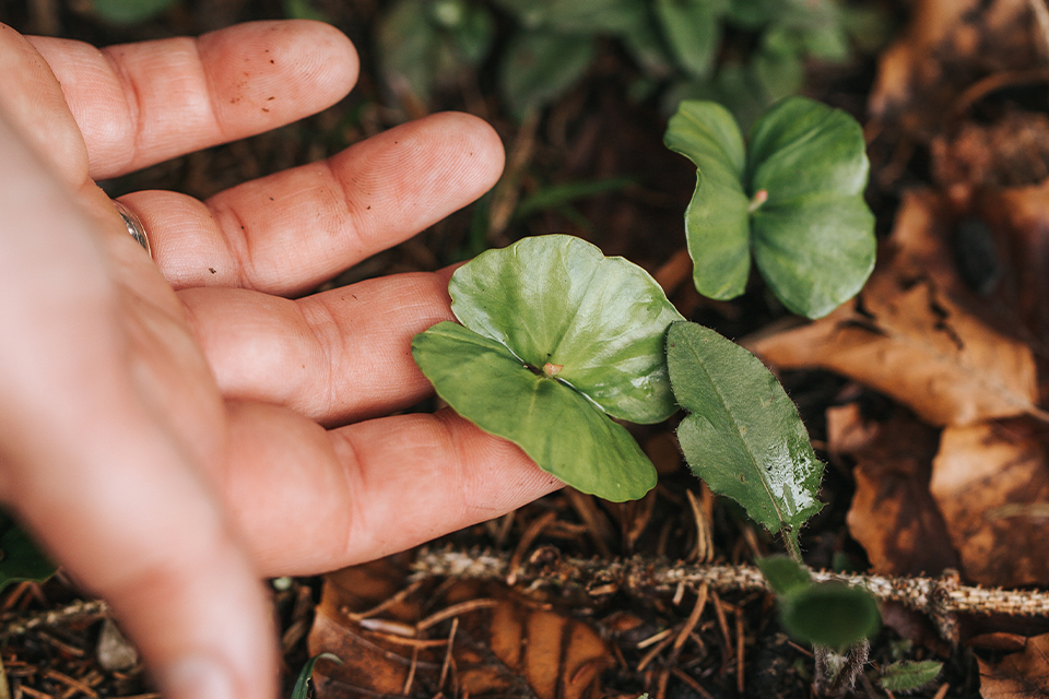 Hand berührt junge Pflanze im Wald Symbol für Nachhaltigkeit