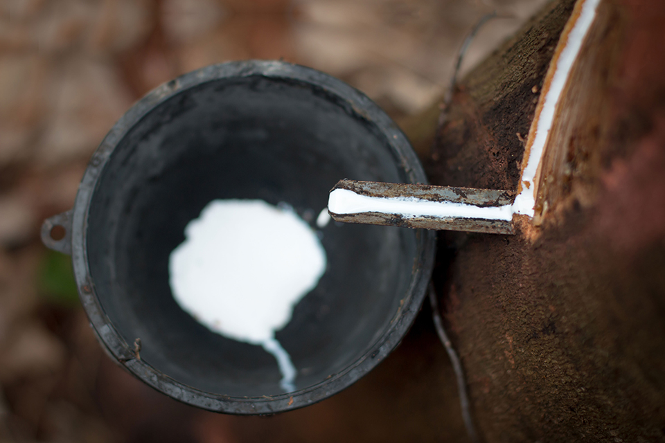 flüssiger Naturlatex tropft aus dem Baum in einen Behälter