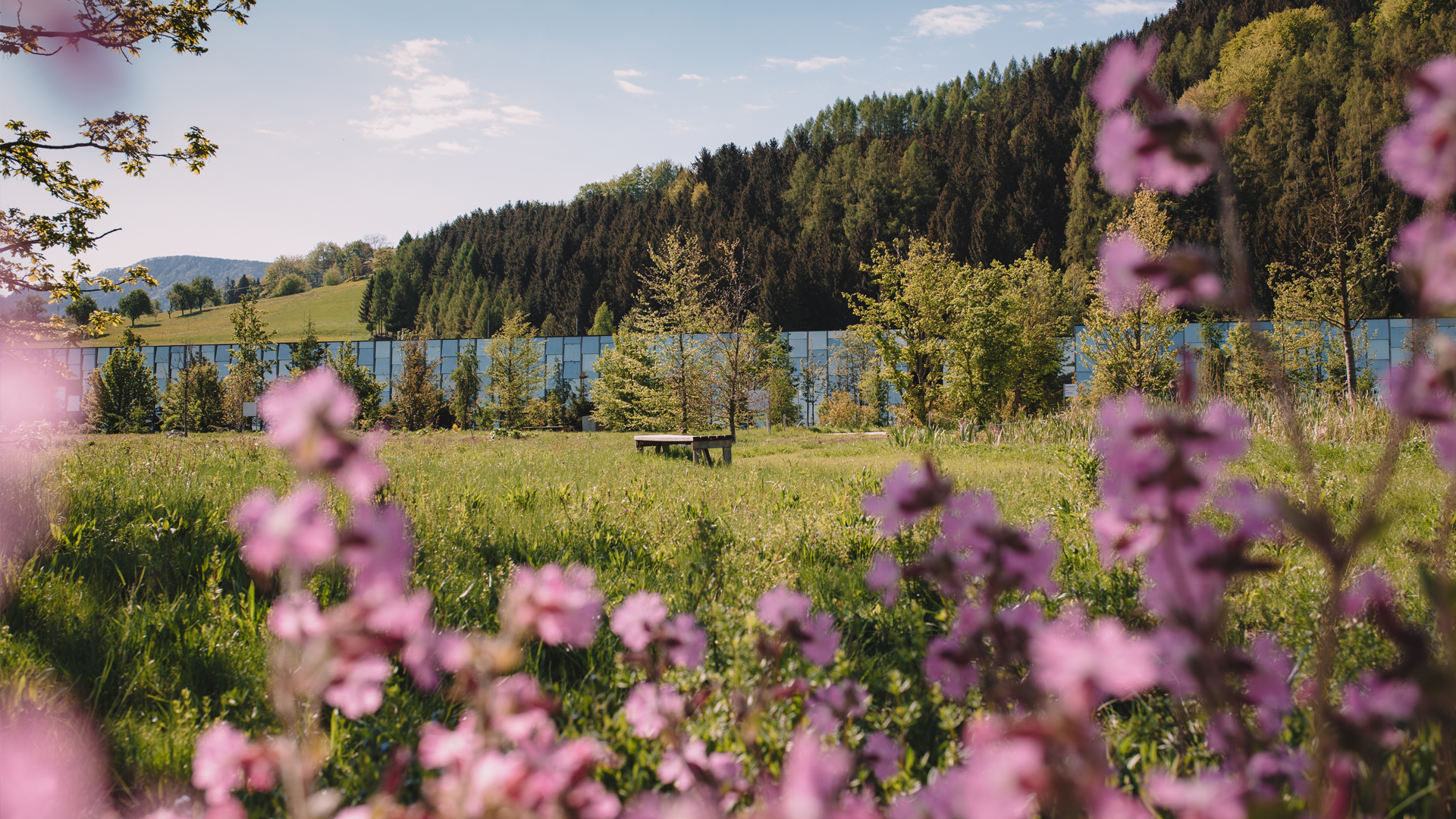 Blühende Landschaft mit See und Bergen im warmen Sonnenlicht