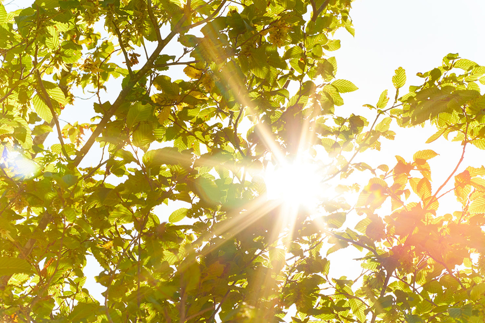 Sonne scheint durch Blätter hindurch
