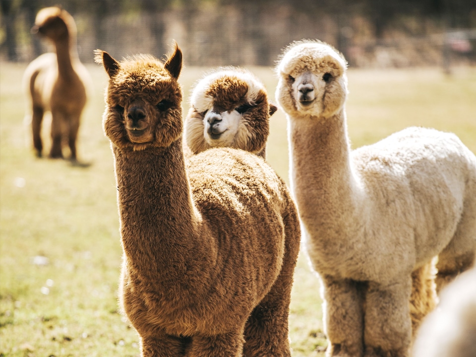 Alpakas auf einer Weide