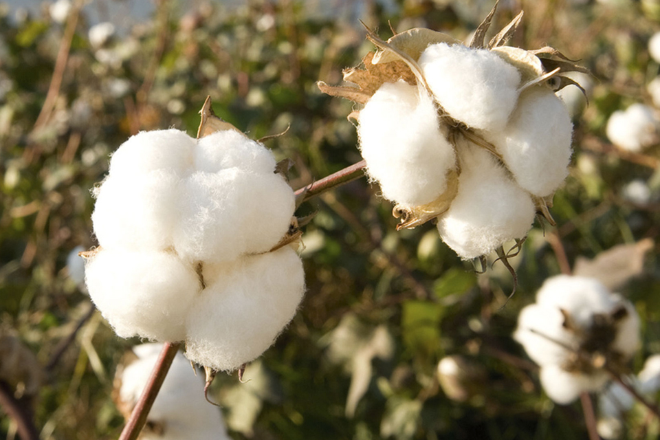 Einzelne Baumwollzweige inmitten einer Plantage