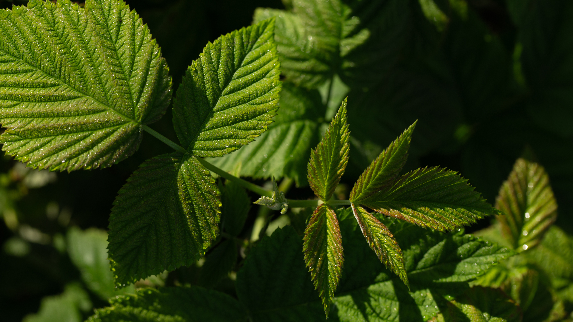 Nahaufnahme von grünen Himbeerblättern im Sonnenlicht