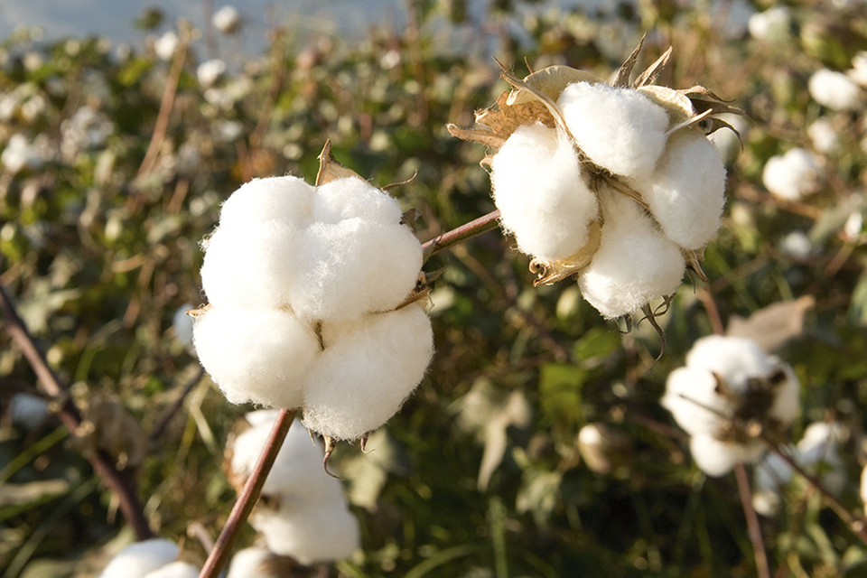 Einzelne Baumwollzweige inmitten einer Plantage