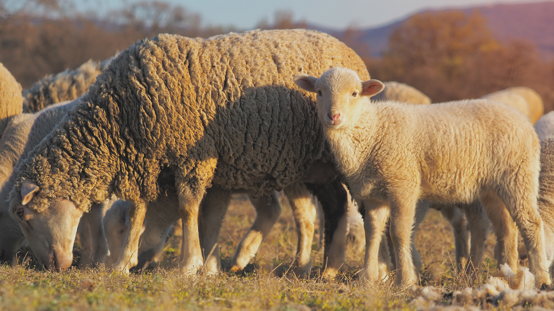 Schafherde auf einer Weide