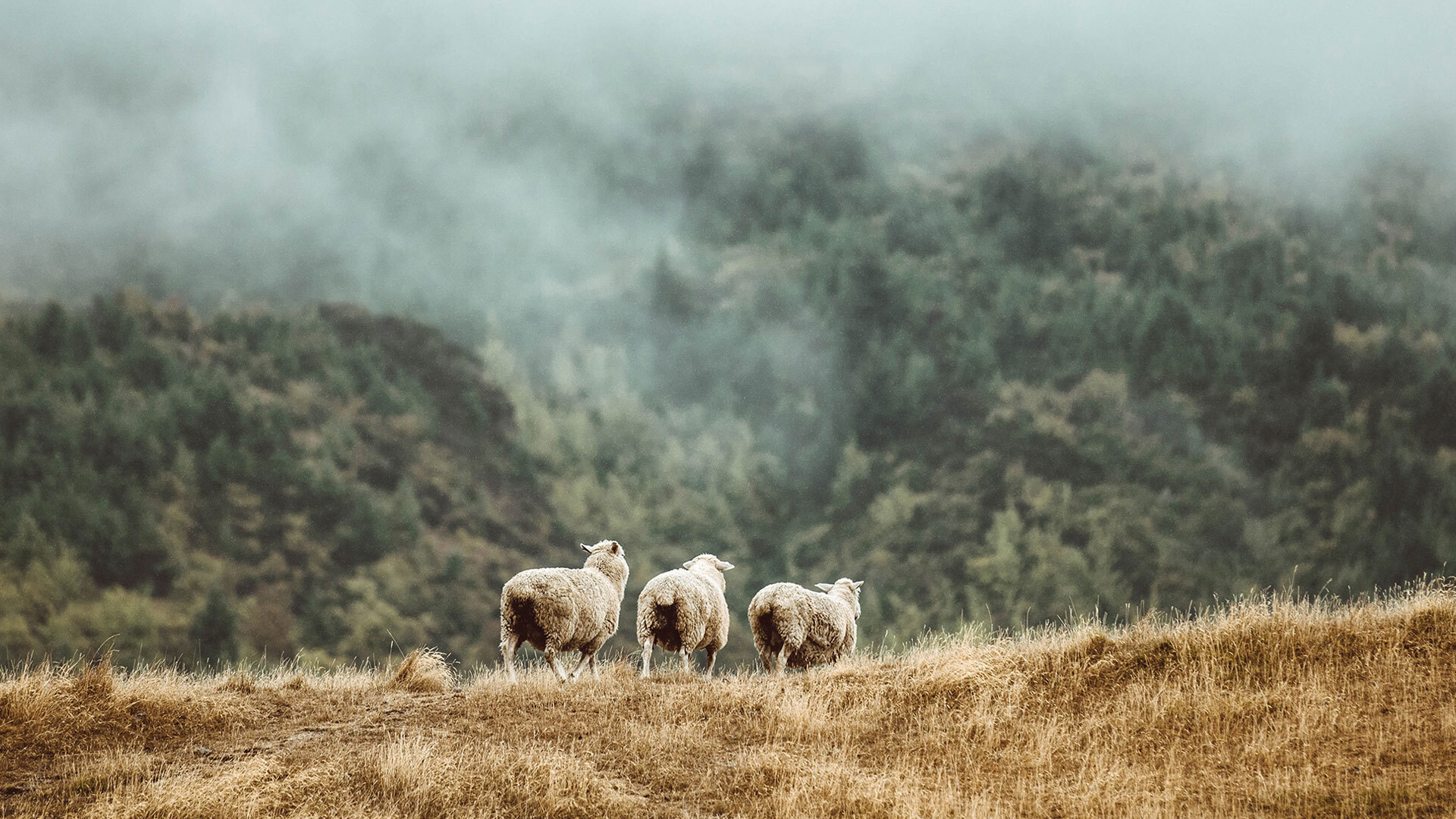 Drei Schaf stehen auf einer Wieso vor einem mit Nebel bedecktem Berg