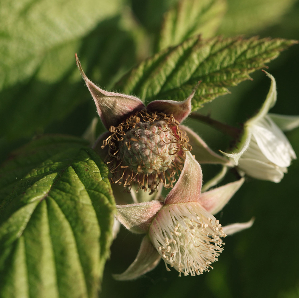Himbeerknospe an Ast mit grünen Blättern