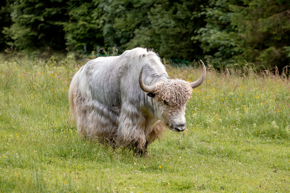 Yak auf der grünen Wiese