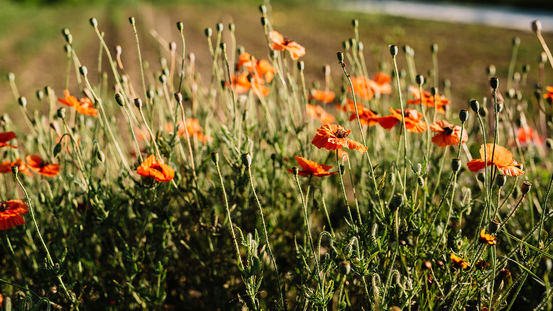 Orange Blüten auf einer Wiese in natürlicher Umgebung