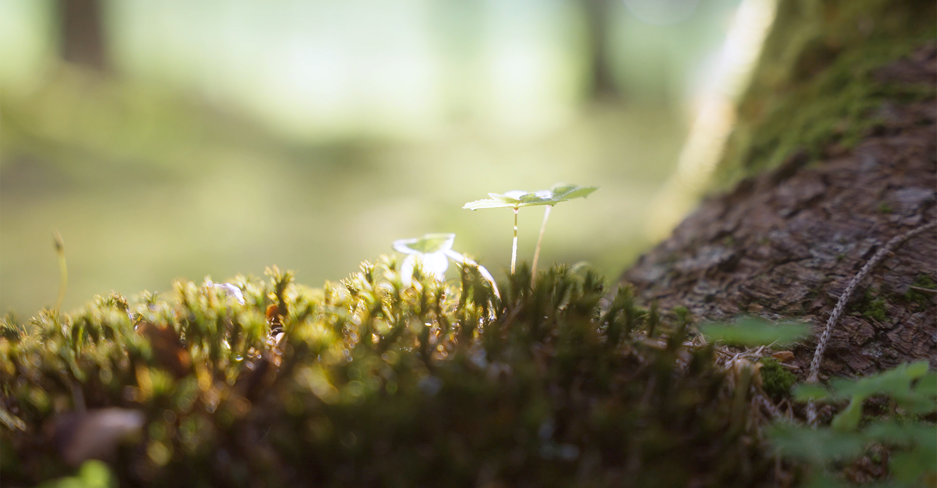 Knospe am Waldboden
