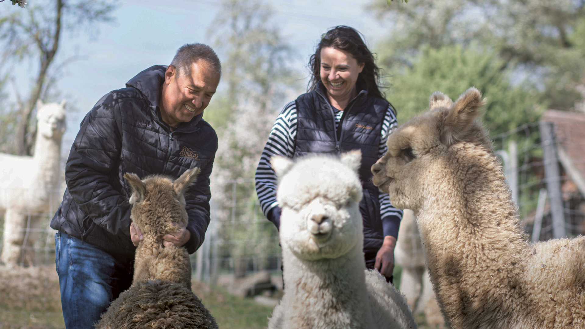 Alpakazüchter Putzinger mit Alpakas