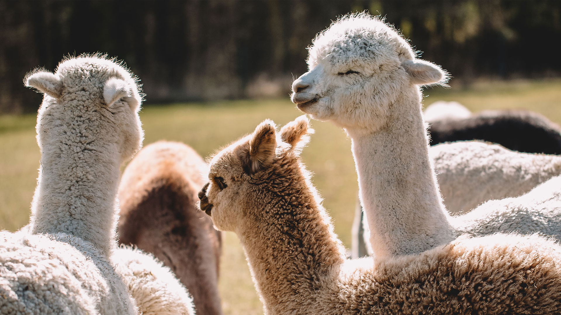 eine Herde Alpakas auf einer Weide