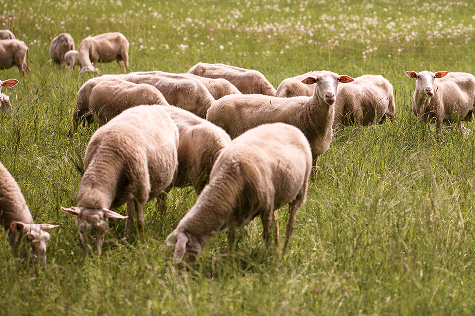 Schafherde auf einer Weide