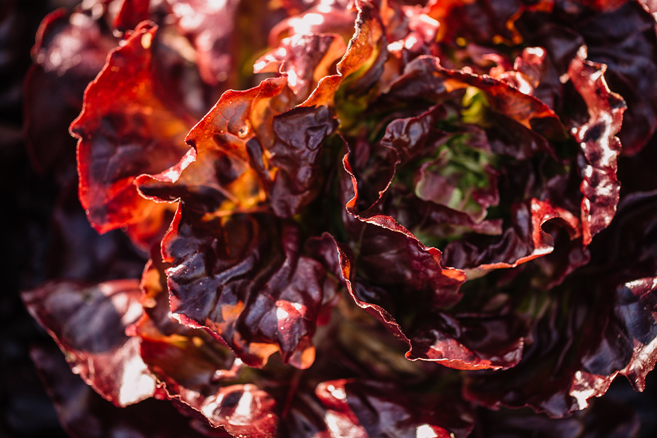 Roter Blattsalat in Nahaufnahme mit glänzenden Blättern