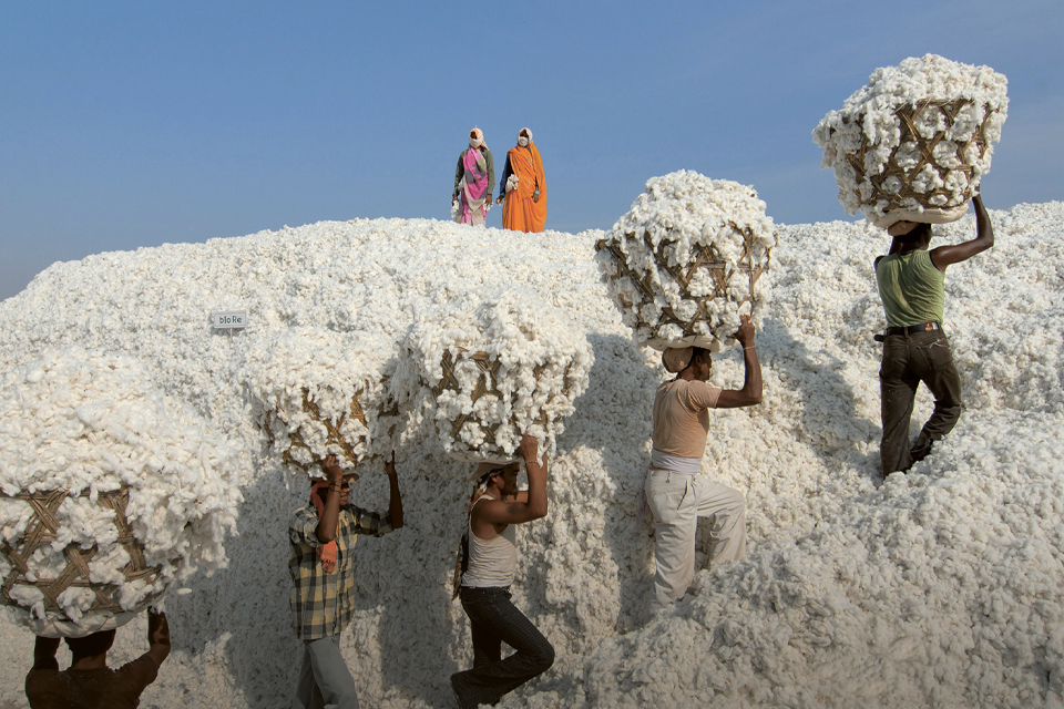 Männer transportieren Körbe voller Baumwolle über dem Kopf