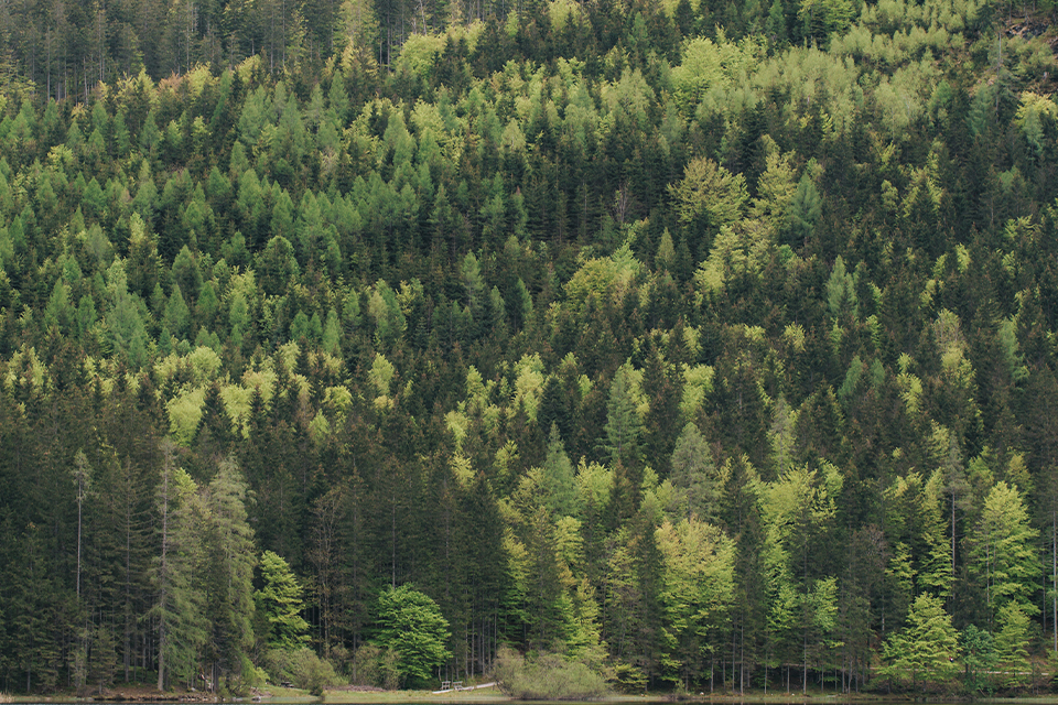 Wald mit dunkel und hellgrünen Nadelbäumen
