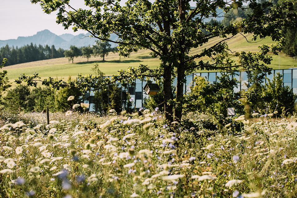 Lanschaft mit grüner Wiese und Außenfassade der Grünene Erde Welt
