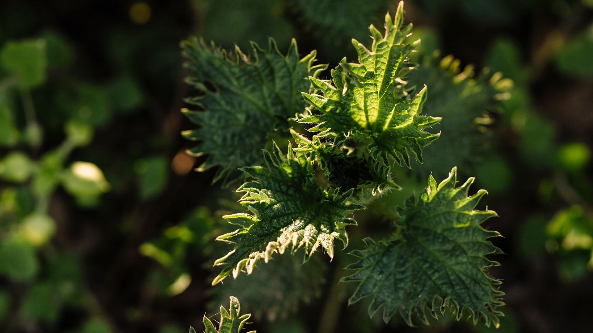 Eine Nesselpflanze von oben