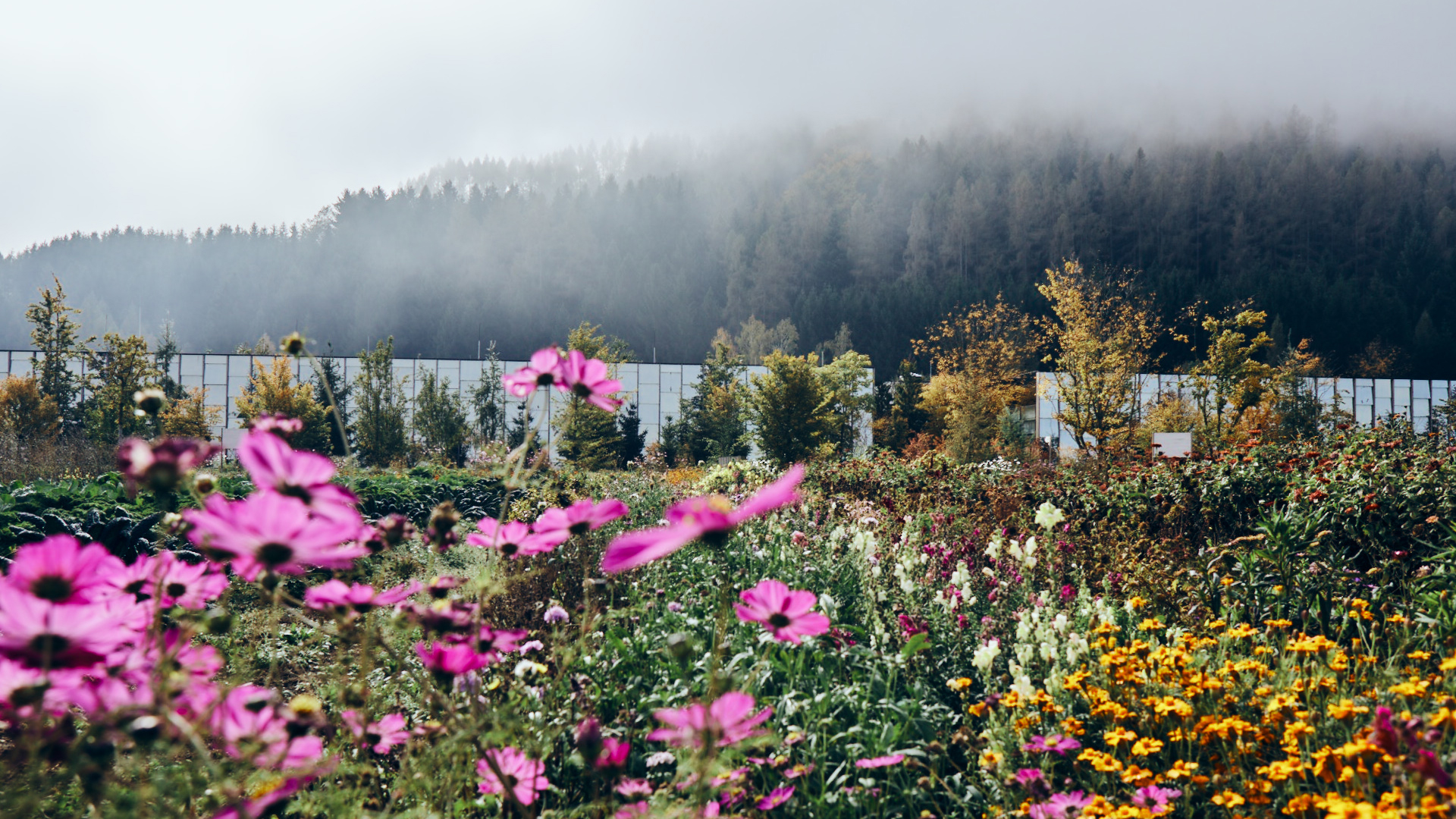 Blühendes Blumenfeld mit Gewächshäusern und nebliger Berglandschaft im Hintergrund